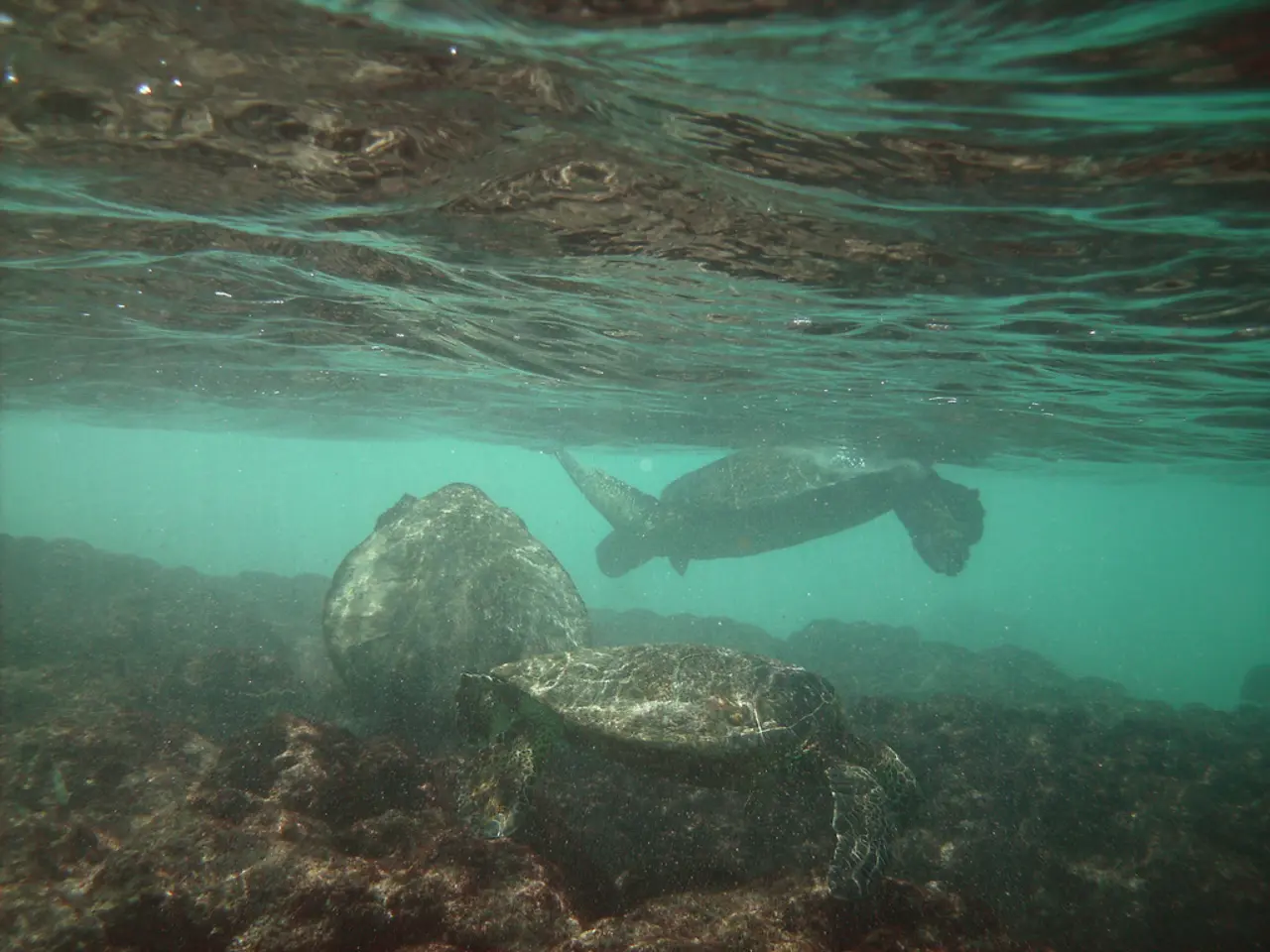 Top Spots to Immerse in Aquatic Ventures with marine Turtles