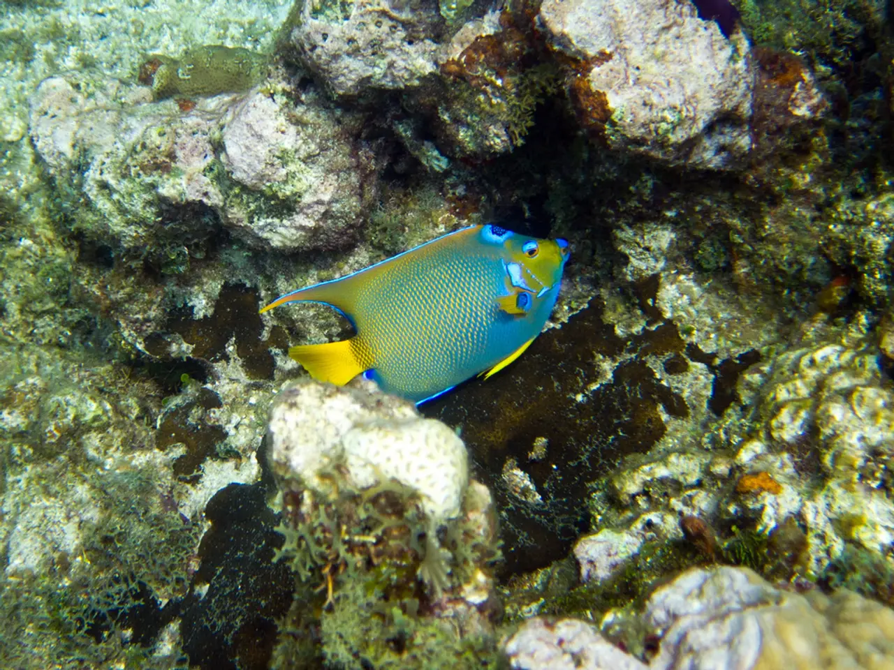 Top Caribbean Locations for Unforgettable Snorkeling Experiences