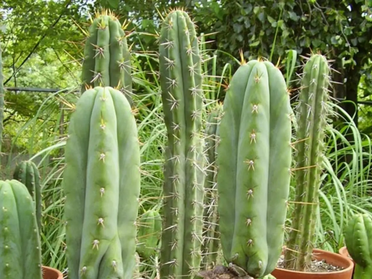 Exploring Cultural Roots: A Journey through the Prickly Pears of Mexico City (Ruta Páak'am)