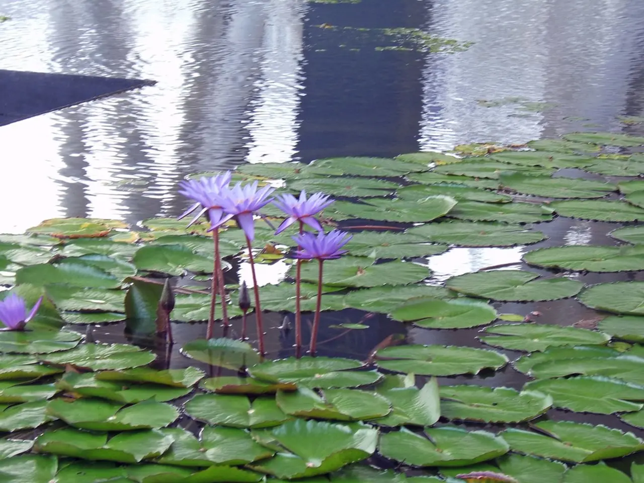 Fragrant Night-Blooming Jasmine Miniature Tree for Outdoor Use