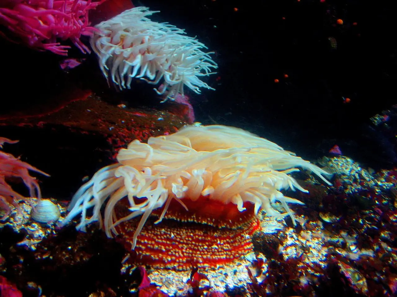 Luxurious island in the Maldives seamlessly integrating local traditions