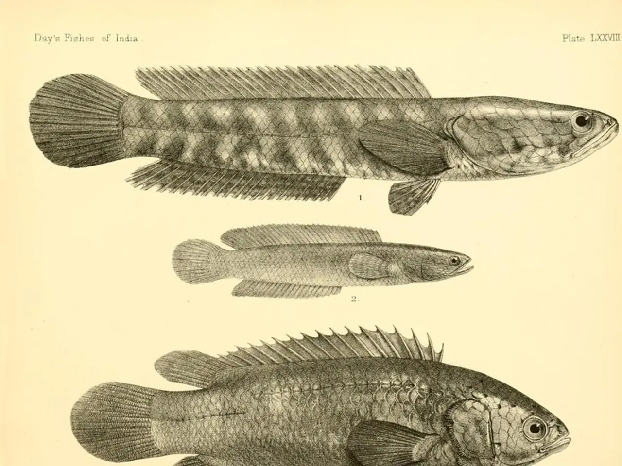 In this image we can see some pictures of fish on the paper, also we can see some text on it.