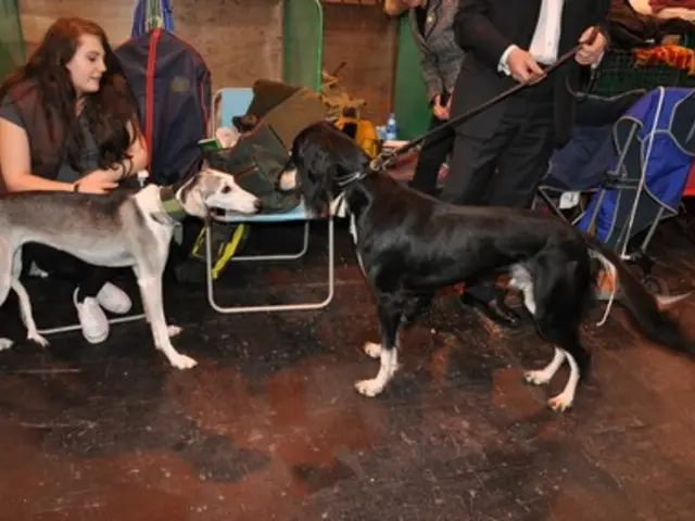 "Pet Vacation" Initiative Intends to Promote Human Travel and Alleviate the Burden of Departing Dog...