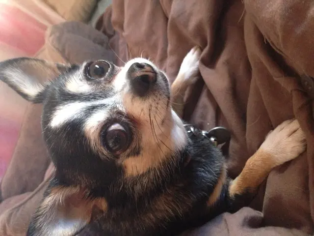 Guidelines for a Pawsome Canine Holiday