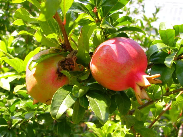 Discover the Enjoyable Pomegranate Farm Extravaganza for Kids Featuring Melograni Martino