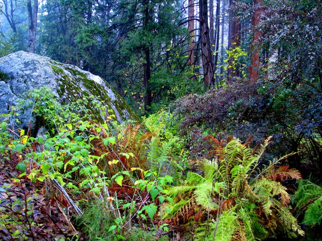 Exploring India's National Parks: A Tourist's Companion