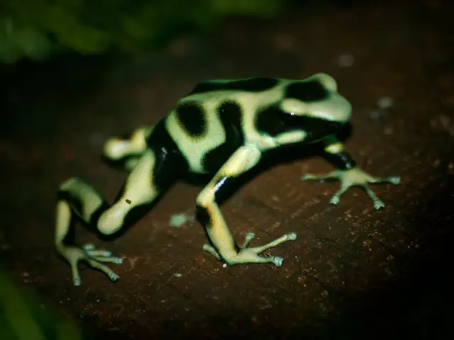 Participants venture to Borneo's lush rainforests in search of rare, captivating frogs, a popular...