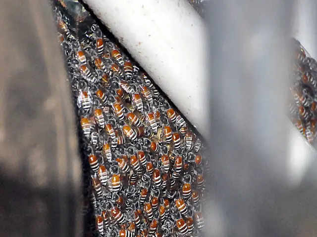 Uncovering the Distinct Qualities of Our Manuka Honey compared to Other Brands