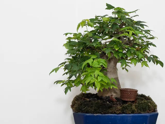 Nurturing Patience in Bonsai: Avenues for Long-Term Triumph through Virtue cultivation