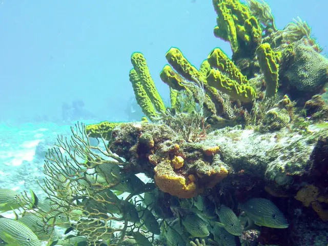 Exploring the Brothers and Elphinstone Reefs Underwater