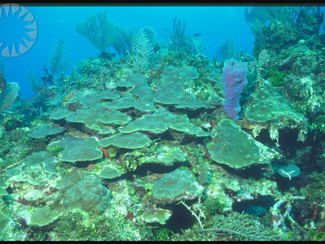 Constructing a Vibrant Semi-Water World: A Guide to Building a Healthy Paludarium