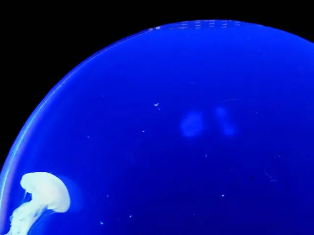 Tourists Assaulted by Marauding Crab-tailed Crab, Underwater Footage of Crab-tailed Crab Captured,...