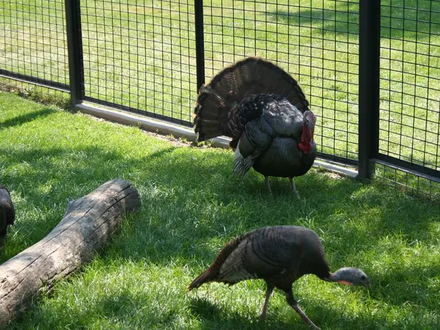 Protective Bird Netting for Securing Orchards