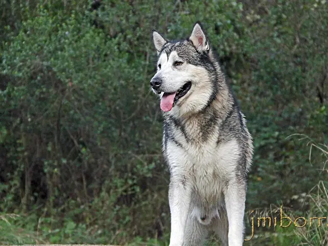 Unveiling the Symbolism: Discovering the Concealed Implications of the Wolf