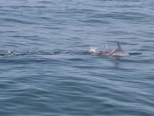 Exploring the Best 4 Locations for Hammerhead Shark Diving