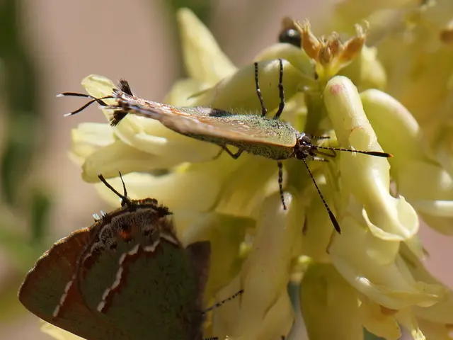 Butterflies of the Monarch species are inexplicably drawn to Duranta Erecta plants.