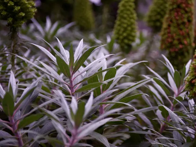 Stunning Dropping Vegetation: Explore 8 Dazzling Cascade Plants for Overhanging, Pots, Walls, Stone...