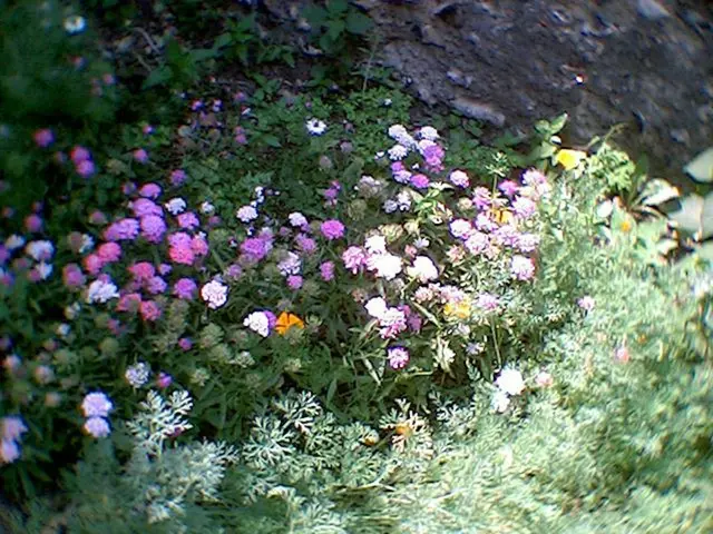 Essential Delphinium Maintenance Guidelines for Florists