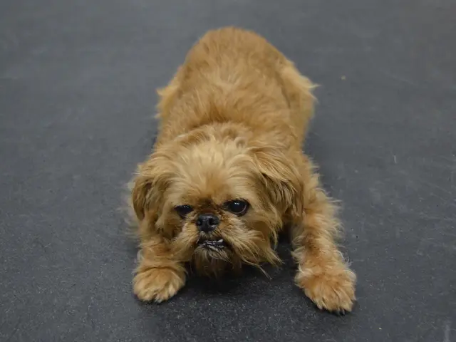 A guide on planning a car journey with your canine companion