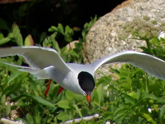 Designers Outline Off-White as Top Farrow & Ball Green Paint Shade - Identifying Reasons for...