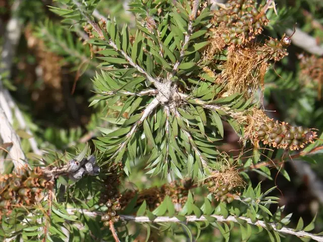 Cultivating Fruit Trees in Permaculture: Guidance for Novices on Variety Choice and Maintenance