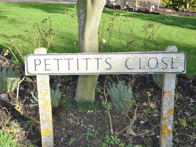 Innovative Bonsai Design: Unique Arrangements and Concepts Using Driftwood