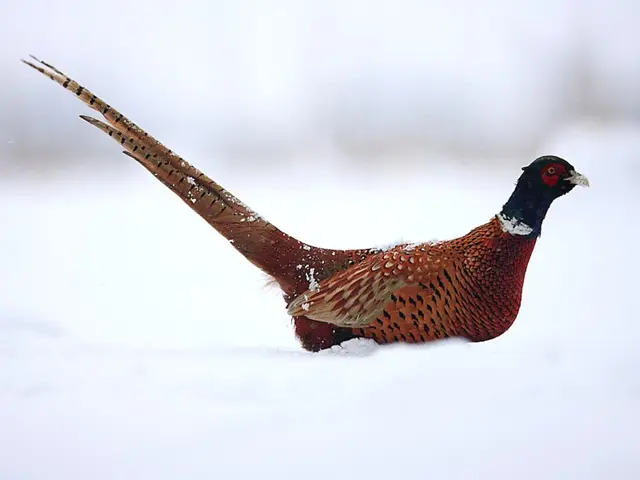Stunning Imagery and Descriptions of 46 White Avian Species